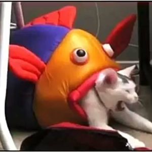 Meet your Posher, Saulo